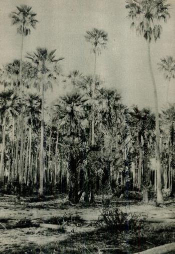 63. Palmskog nära Rio Pilcomayo.