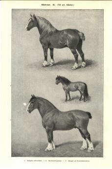 Hästraser III