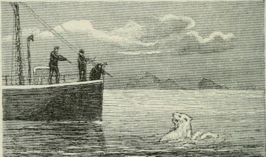 Bjørnejagt i Dicksons Havn. Bjørnejagt i Dicksons Havn.