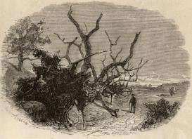 <smalE. WESTERBERG, X. A.                P. D. Holm, ill.</smal