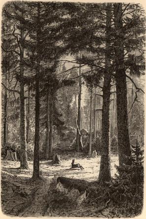 <smalP. D. Holm, ill.                        J. M. TÖRNBLOM. sc.</smal