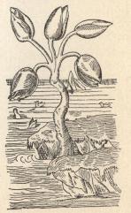 Gåsträdet. Gåsträdet.