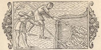 Svalor och fisk blandade i noten.