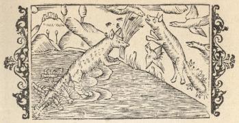 Räfven fångar kräftor.