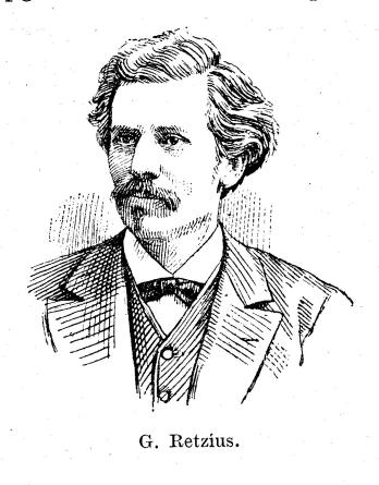 G. Retzius. G. Retzius.