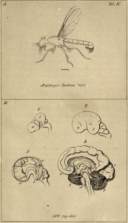 <b<b<b<bS. L. del.                                Strömer lith.<b