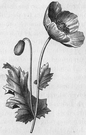 Bild. 1. Blommande gren af en vallmo (Papaver somniferum Lin.).<bNat. storl.