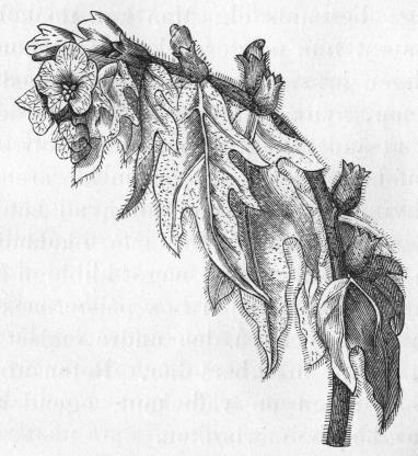 Bild 9.    Blommande gren af bolmörten.