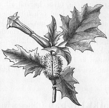 Bild 10.    Blommande gren af spikklubban.