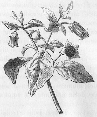 Bild 11.   Belladonnagren med blommor och bär.