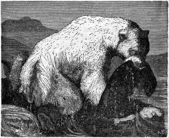 <smalIll. O. B.[=O. Behrens]</smal<bJääkarhu, joka on pyytänyt hylkeen.