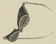 Vore snebriller af træ.