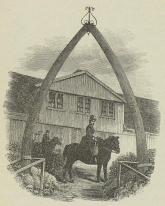 Port af to finhvalkjæver i Thorshavn.<b(Efter fotografi).