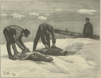 Flaaning af unge klapmytser paa et flag.<b(Tegning af E. Werenskiold efter fotografi).