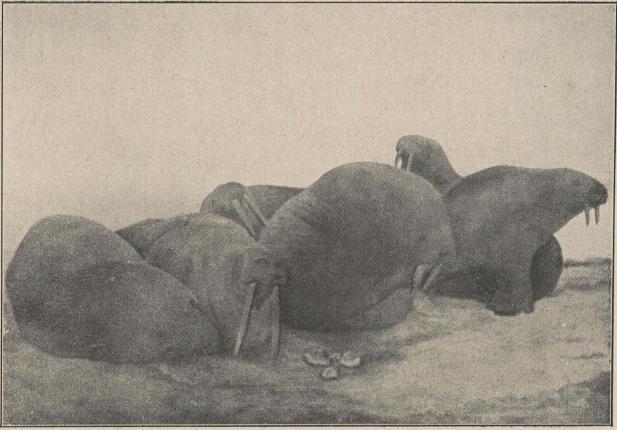 Mursuja.