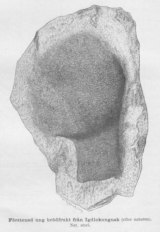 <smalIll. W. MEYER, X. A.</smal<bFörstenad ung brödfrukt från Igdlokunguak (efter naturen).<bNat. storl.
