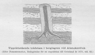 Upprättstående trädstam i berglagren vid Atanekerdluk.<b(Efter Nordenskiöld, Redogörelse för en expedition till Grönland år 1870, sid. 82.)