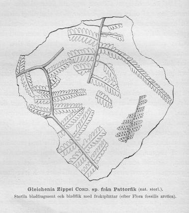 Gleichenia Zippei Cord. sp. från Pattorfik (nat. storl.).<bSterila bladfragment och bladflik med fruktplättar (efter Flora fossilis arctica).