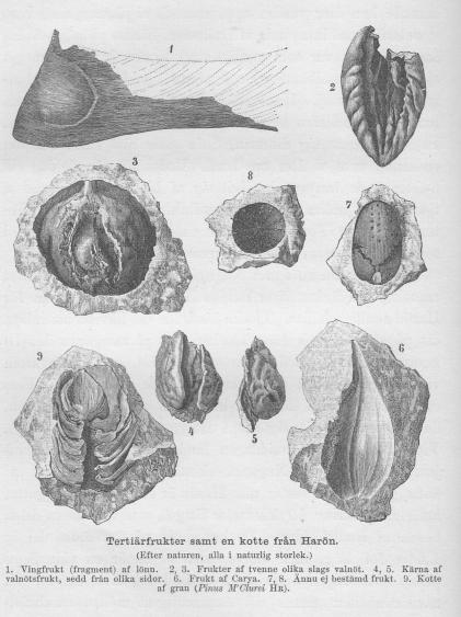 Tertiärfrukter samt en kotte från Harön.<b(Efter naturen, alla i naturlig storlek.)<b1. Vingfrukt (fragment) af lönn.  2, 3. Frukter af tvenne olika slags valnöt. 4, 5. Kärna af<bvalnötsfrukt, sedd från olika sidor. 6. Frukt af Carya. 7, 8. Ännu ej bestämd frukt.  9. Kotte<baf gran {Pinus M’Clurei <span class=