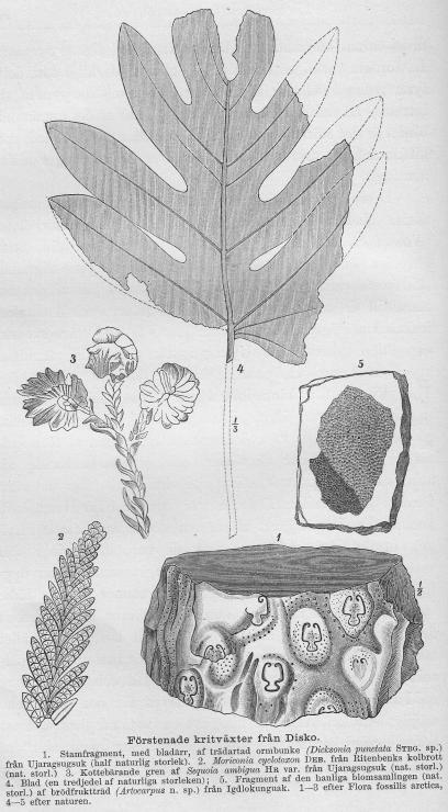 Förstenade kritväxter från Disko.<b1. Stamfragment, med bladärr, af trädartad ormbunke (Dicksonia punetata <span class= Förstenade kritväxter från Disko.<b1. Stamfragment, med bladärr, af trädartad ormbunke (Dicksonia punetata <span class=