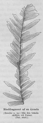 Bladfragment af en cycade<b(Zamites n. sp.) från den brända skiffern vid Patoot.<b(Nat. storl.).