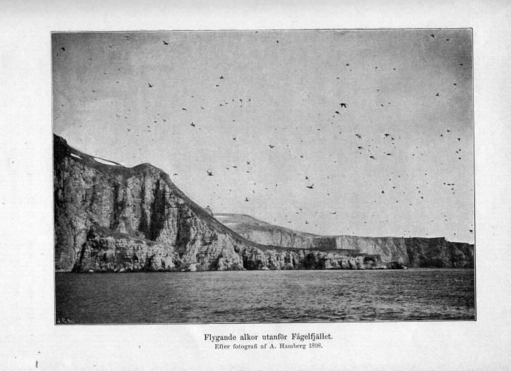 Flygande alkor utanför Fågelfjället.<b<bEfter fotografi af A. Hamberg 1898.