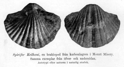 Spirifer Keilhaui, en brakiopod från karbonlagren i Mount Misery.<b<bSamma exemplar från öfver- och undersidan.<b<bAutotypi efter naturen i naturlig storlek.