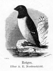 Rotges.<bEfter A. E. Nordenskiöld.