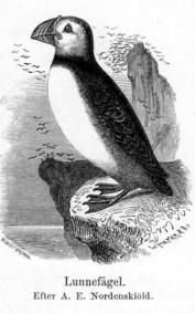 Lunnefågel.<b<bEfter A. E. Nordenskiöld.