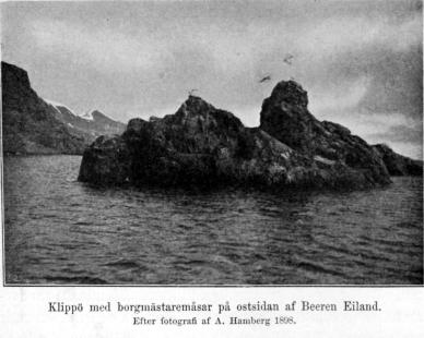 Klippö med borgmästaremåsar på ostsidan af Beeren Eiland.<bEfter fotografi af A. Hamberg 1898.