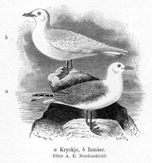 a Kryckje, b Ismåse.<b<bEfter A. E. Nordenskiöld. a Kryckje, b Ismåse.<b<bEfter A. E. Nordenskiöld.