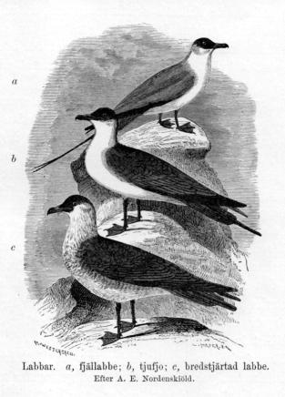 Labbar,   a, fjällabbe; b, tjufjo; c, bredstjärtad labbe.<bEfter A. E. Nordenskiöld.