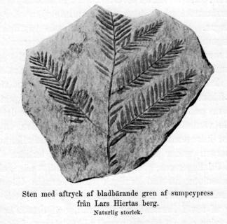 Sten med aftryck af bladbärande gren af sumpcypress<bfrån Lars Hiertas berg.<b<bNaturlig storlek.