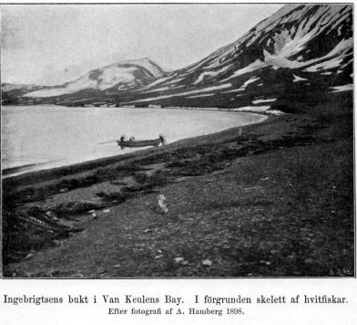 Ingebrigtsens bukt i Van Keulens Bay.   I förgrunden skelett af hvitfiskar.<b<bEfter fotografi af A. Hamberg 1898.