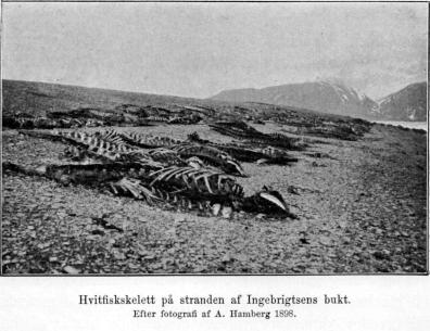 Hvitfiskskelett på stranden af Ingebrigtsens bukt.<b<bEfter fotografi af A. Hamberg 1898. Hvitfiskskelett på stranden af Ingebrigtsens bukt.<b<bEfter fotografi af A. Hamberg 1898.
