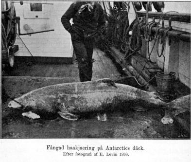 Fångad haakjaering på Antarctics däck.<bEfter fotografi af E. Levin 1898. Fångad haakjaering på Antarctics däck.<bEfter fotografi af E. Levin 1898.
