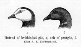 Hufvud af hvitkindad gås, a, och af prutgås, b.<bEfter A. E. Nordenskiöld.
