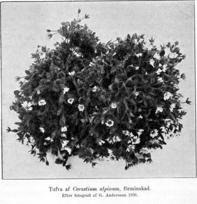 Tufva af Cerastium alpinum, förminskad.<b<bEfter fotografi af G. Andersson 1898.