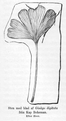 Sten med blad af Ginkgo digitata<bfrån Kap Boheman.<b<bEfter Heer.