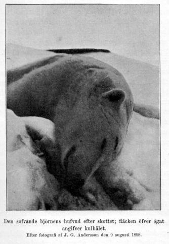 Den sofvande björnens hufvud efter skottet; fläcken öfver ögat<bangifver kulhålet.<b<bEfter fotografi af J. G. Andersson den 9 augusti 1898.