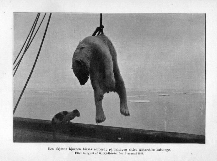 Den skjutna björnen hissas ombord; på relingen sitter Antarctics kattunge.<b<bEfter fotografi af O. Kjellström den 3 augusti 1898.