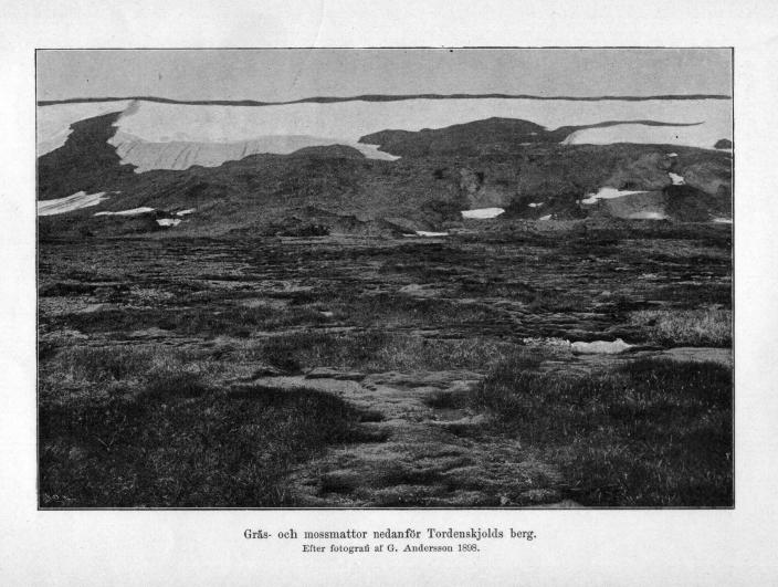 Gräs- och mossmattor nedanför Tordenskjolds berg.<b<bEfter fotografi af G. Andersson 1898.