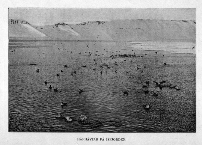 HAFHÄSTAR PÅ ISFJORDEN.