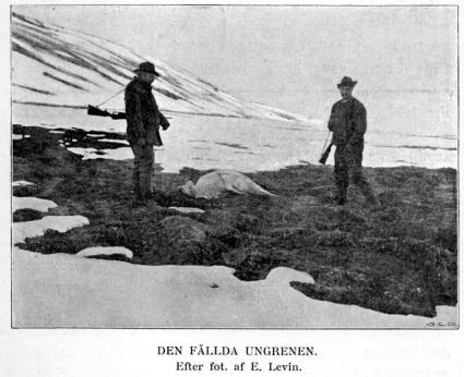 DEN FÄLLDA UNGRENEN.<bEfter fot. af E. Levin.<b