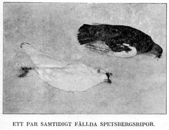 ETT PAR SAMTIDIGT FÄLLDA SPETSBERGSRIPOR.