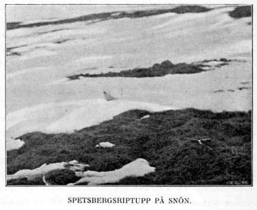 SPETSBERGSRIPTUPP PÅ SNÖN.