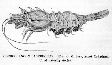 SCLEROCRANGON SALEBROSUS. (Efter G. O. Sars, något förändrad.)<b2/3 af naturlig storlek.
