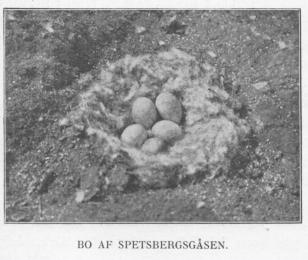 BO AF SPETSBERGSGÅSEN.