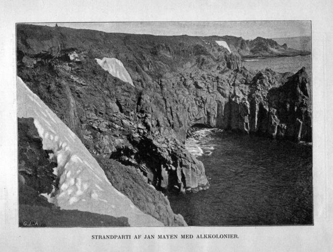 STRANDPARTI AF JAN MAYEN MED ALKKOLONIER.