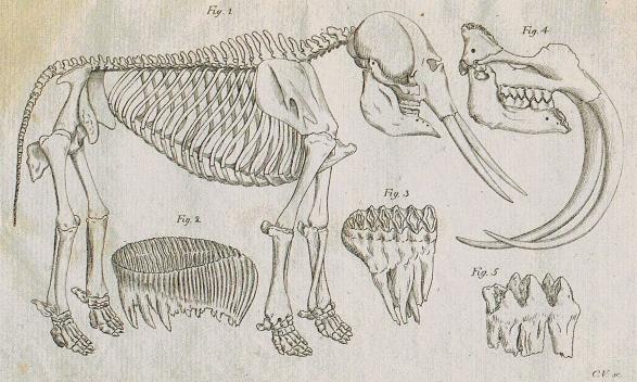 <smalIll. CV sc.</smal<bFig. 1 — 5